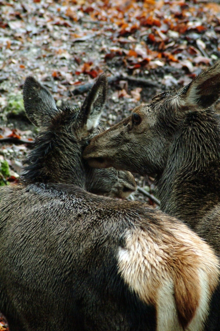 Tenerezze di mamma cervo